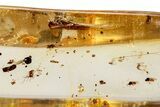 Polished Colombian Copal ( g) - Contains Caddisfly! #326731-1